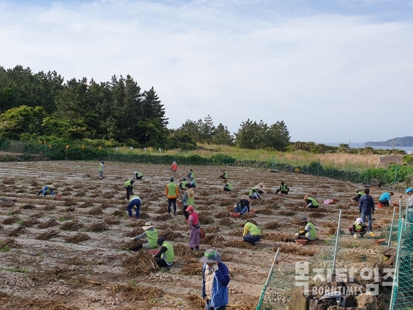 서귀포장애인복지관 임직원들이 고령장애인 농가에서 마늘 수확 일손돕기 사회공헌활동을 펼치고 있다.