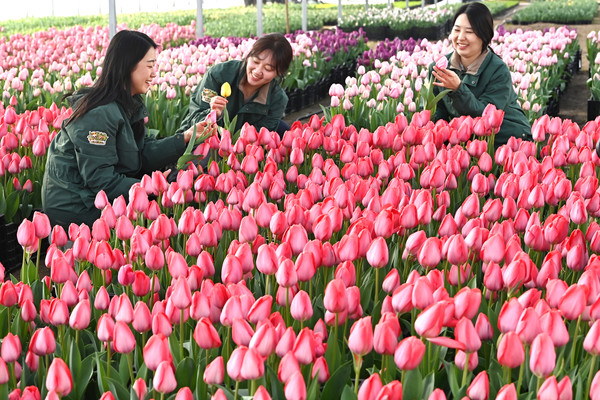 [용인=뉴시스] 김종택 기자 = 10일 경기 용인시 에버랜드 식물하우스에서 직원들이 피어나기 시작한 튤립을 살펴보고 있다. 에버랜드는 오는 20일부터 4월30일 까지 튤립, 수선화, 무스카리 등 100여 종 120만 송이 봄꽃이 만발하는 튤립축제를 개최한다. 2026.03.10. jtk@newsis.com