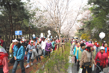 걷기대회에 참가한 사회복지인들이 벚꽃이 어우러진 산책길을 따라 걷고 있다. 